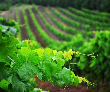Image article Bordeaux 2021 : un vignoble sous pression